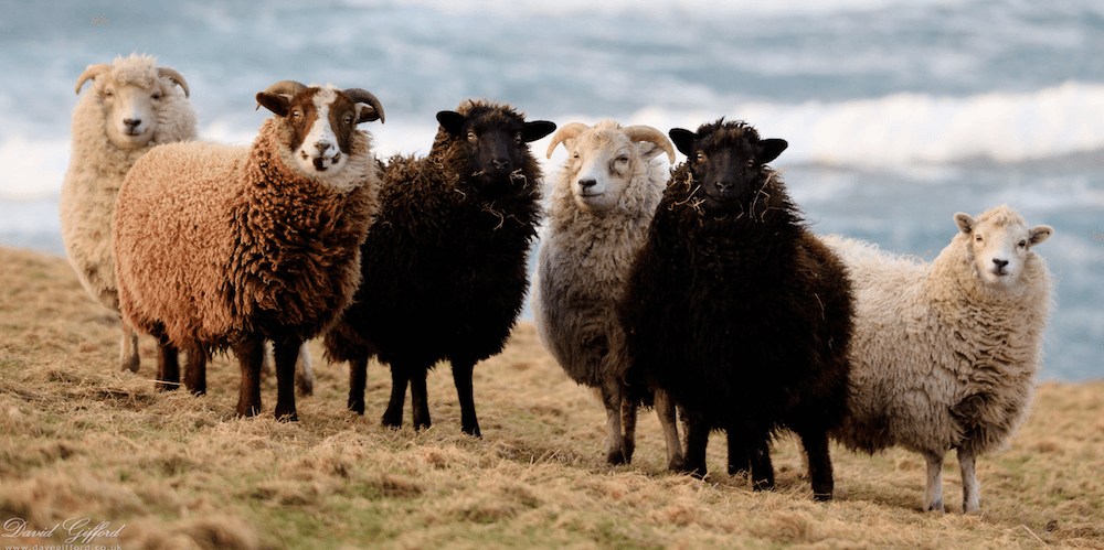 shetland sheep